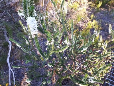 Woollsia pungens, photographed by stevel99