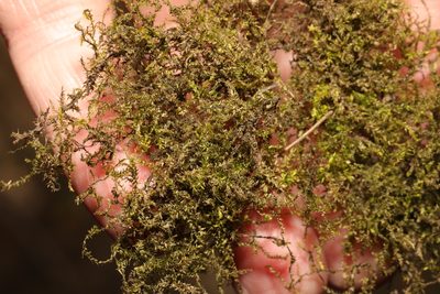 Oxyrrhynchium hians, photographed by Stephen James McWilliam