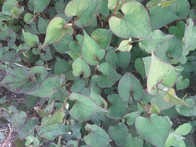 Houttuynia cordata, photographed by Patrick M. Lydon