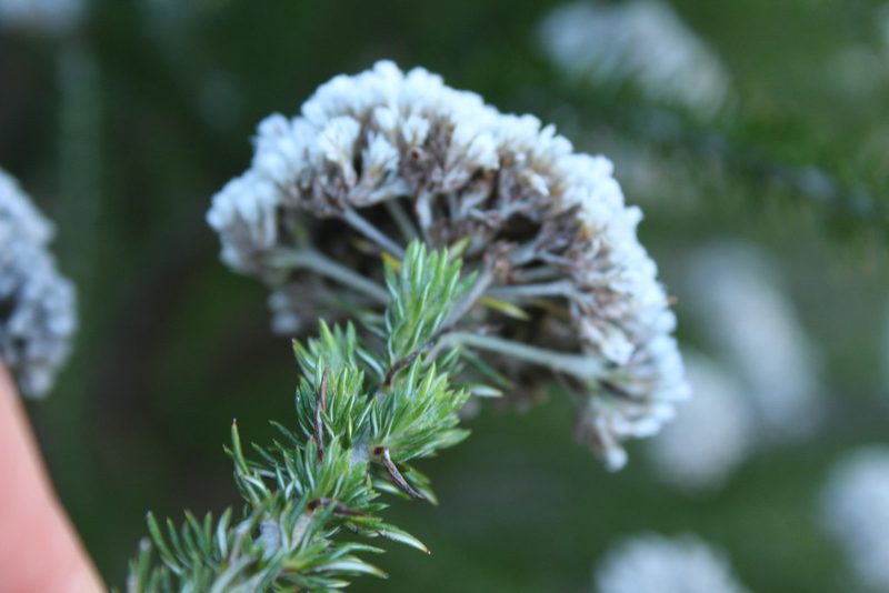 Metalasia trivialis, photographed by Corne Brink