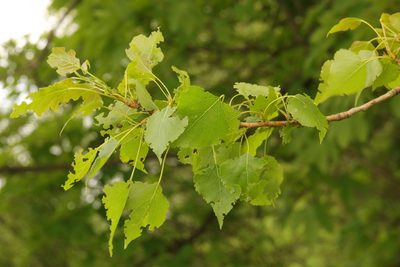 Populus nigra, photographed by Stephen James McWilliam
