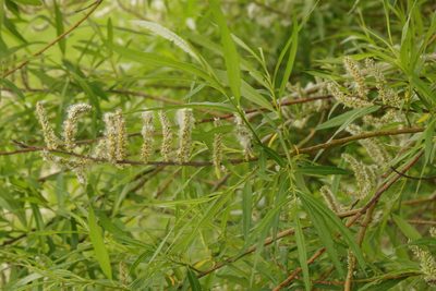 Salix viminalis, photographed by Stephen James McWilliam