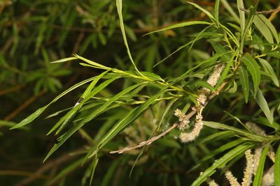 Salix viminalis, photographed by Stephen James McWilliam