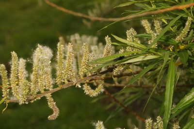 Salix viminalis, photographed by Stephen James McWilliam