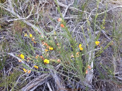 Bossiaea heterophylla, photographed by stevel99