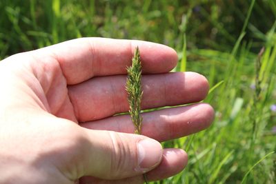 Poa pratensis, photographed by thomas_oswald