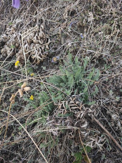 Oxytropis coerulea, photographed by Юлия