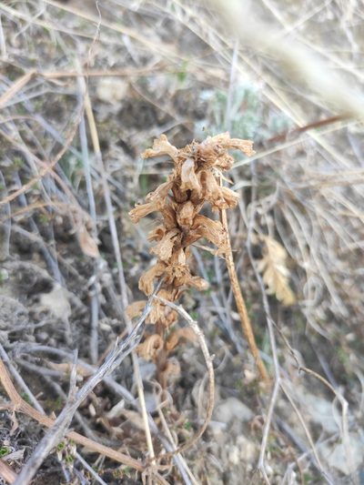Orobanche coerulescens, photographed by Юлия