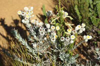 Achyranthemum paniculatum