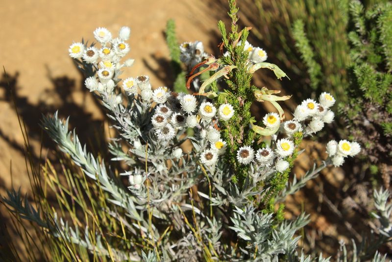 Achyranthemum paniculatum, photographed by Corne Brink