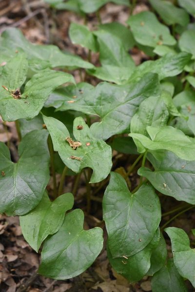 Arum orientale, photographed by Марина Садыкова