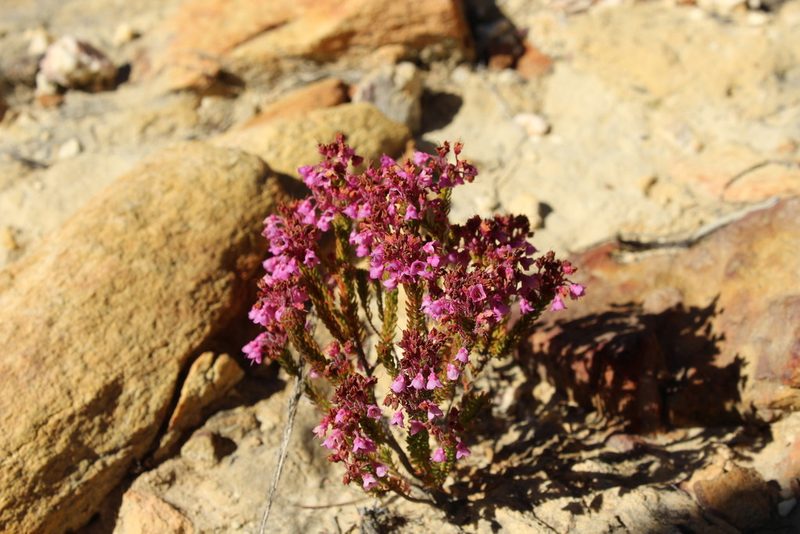 Erica seriphiifolia, photographed by Corne Brink