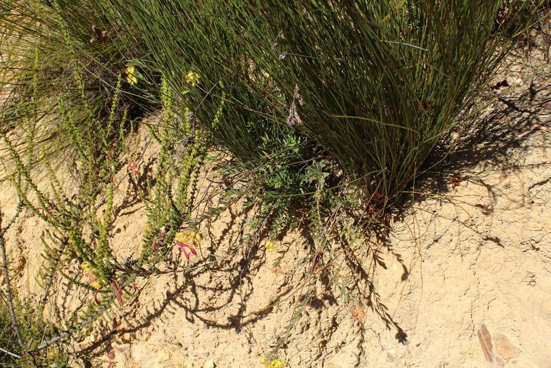 Penaea acutifolia, photographed by Corne Brink