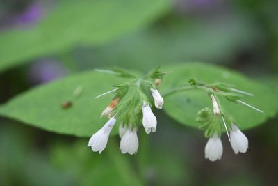 Symphytum tauricum, photographed by Марина Садыкова