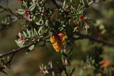 Penaea acutifolia, photographed by Corne Brink