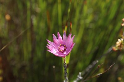 Syncarpha canescens, photographed by Corne Brink