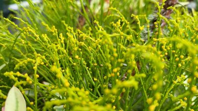 Psilotum nudum, photographed by Cheongweei Gan