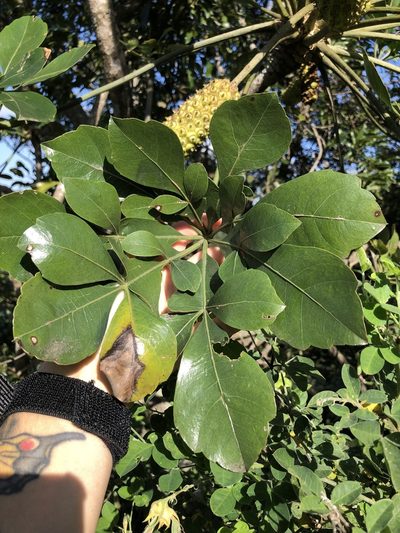 Cussonia arenicola, photographed by Sunčana Bradley