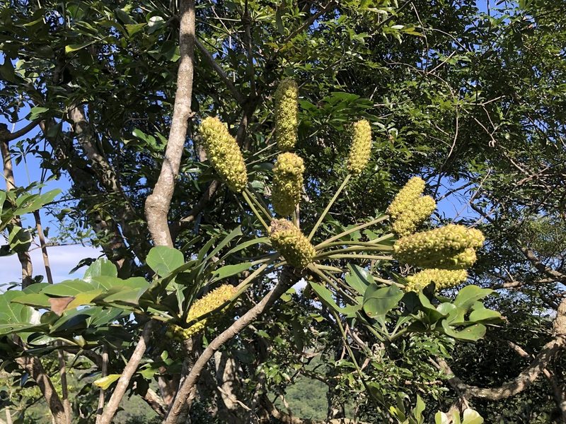 Cussonia arenicola, photographed by Sunčana Bradley