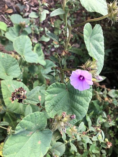 Ipomoea wightii, photographed by Sunčana Bradley