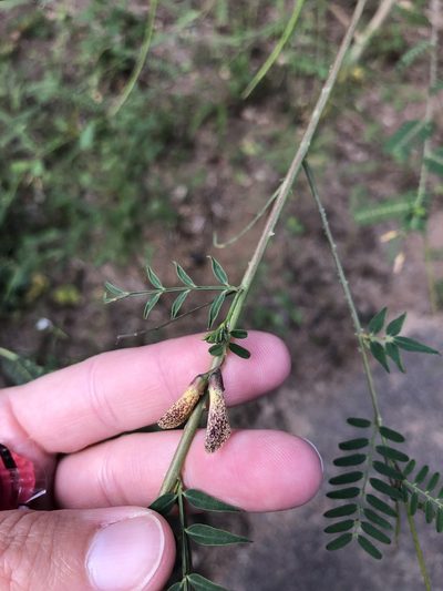 Sesbania bispinosa, photographed by Sunčana Bradley