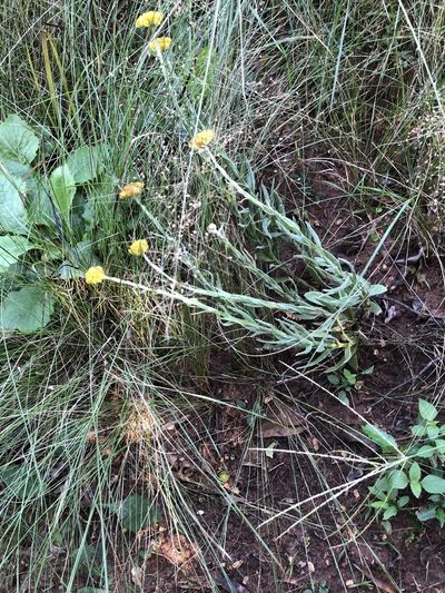 Helichrysum auriceps, photographed by Sunčana Bradley