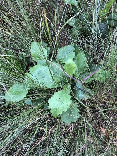 Senecio variabilis, photographed by Sunčana Bradley