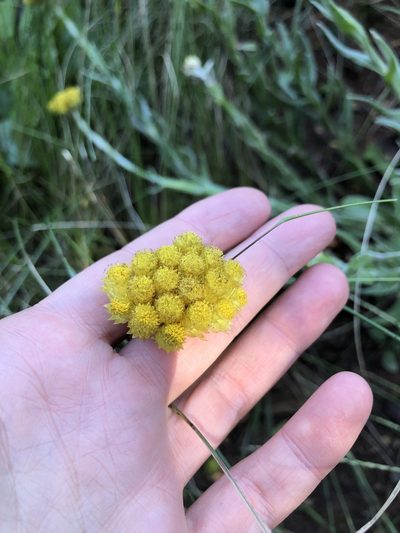 Helichrysum auriceps, photographed by Sunčana Bradley