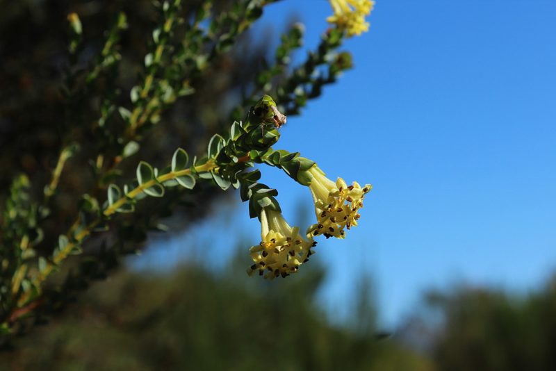 Gnidia oppositifolia, photographed by Corne Brink