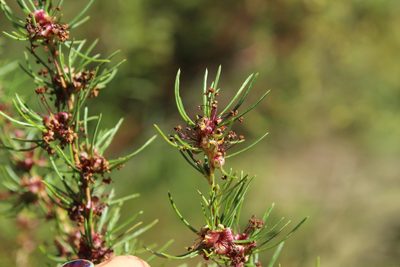 Cliffortia burchellii, photographed by Corne Brink