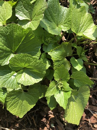 Eutrema japonicum, photographed by Cecilia