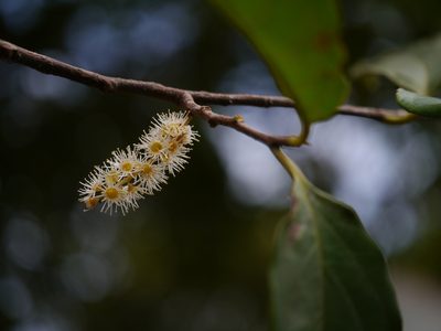 Prunus ceylanica, photographed by Dinesh Valke