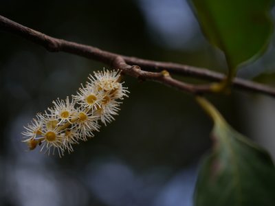 Prunus ceylanica, photographed by Dinesh Valke