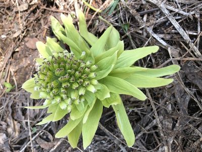 Petasites japonicus, photographed by Cecilia