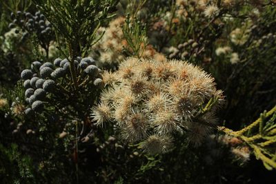 Brunia noduliflora, photographed by Corne Brink