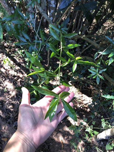 Pavetta lanceolata, photographed by Sunčana Bradley