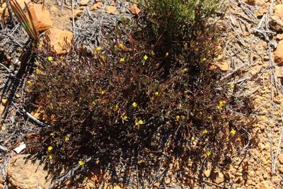 Gnidia juniperifolia, photographed by Corne Brink