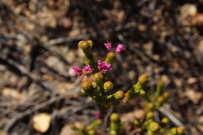 Erica seriphiifolia, photographed by Corne Brink