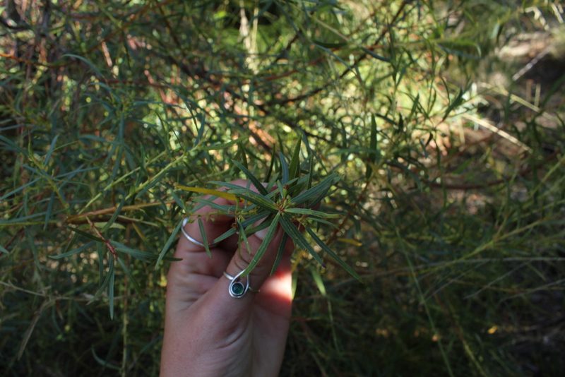 Empleurum unicapsulare, photographed by Corne Brink