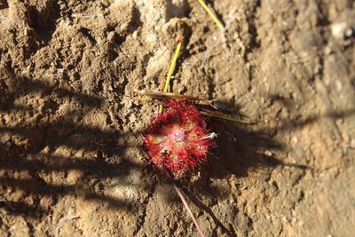 Drosera aliciae, photographed by Corne Brink