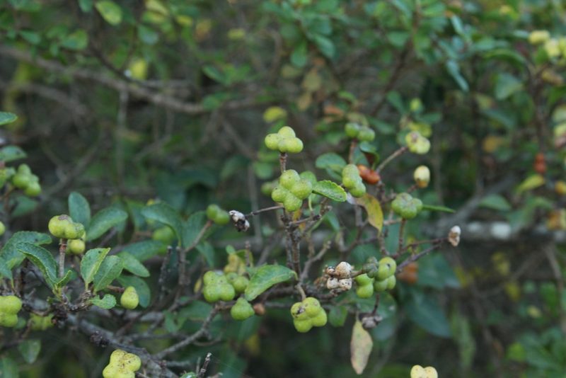 Grewia occidentalis, photographed by Corne Brink