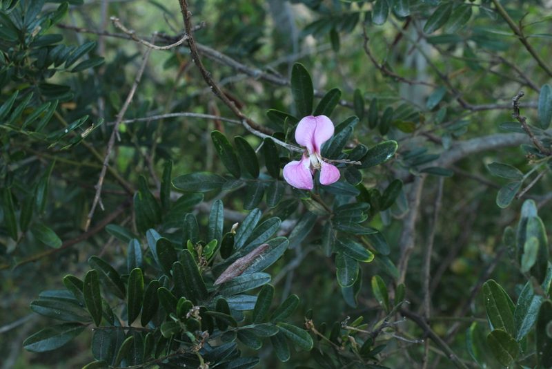 Virgilia divaricata, photographed by Corne Brink