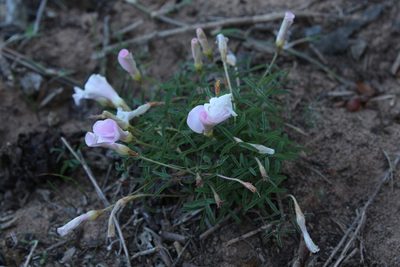 Oxalis ciliaris, photographed by Corne Brink
