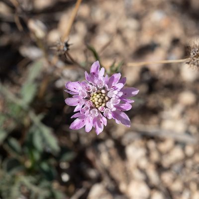 Scabiosa atropurpurea, photographed by Kym Nicolson