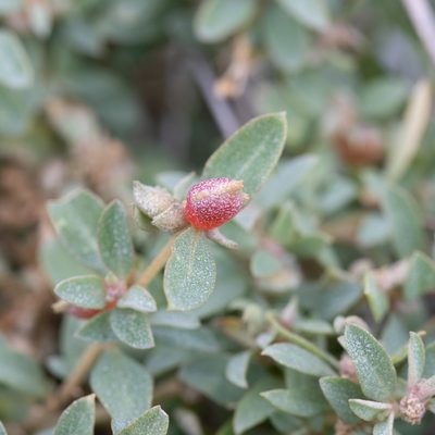 Atriplex semibaccata, photographed by Kym Nicolson