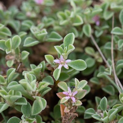 Aizoon pubescens