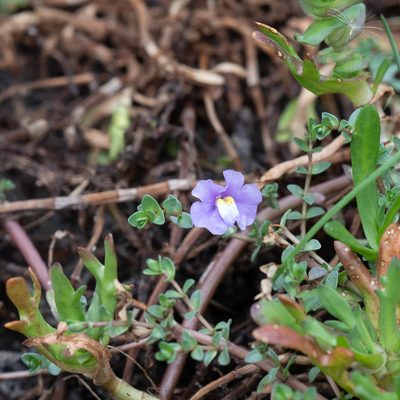 Thyridia repens, photographed by Kym Nicolson