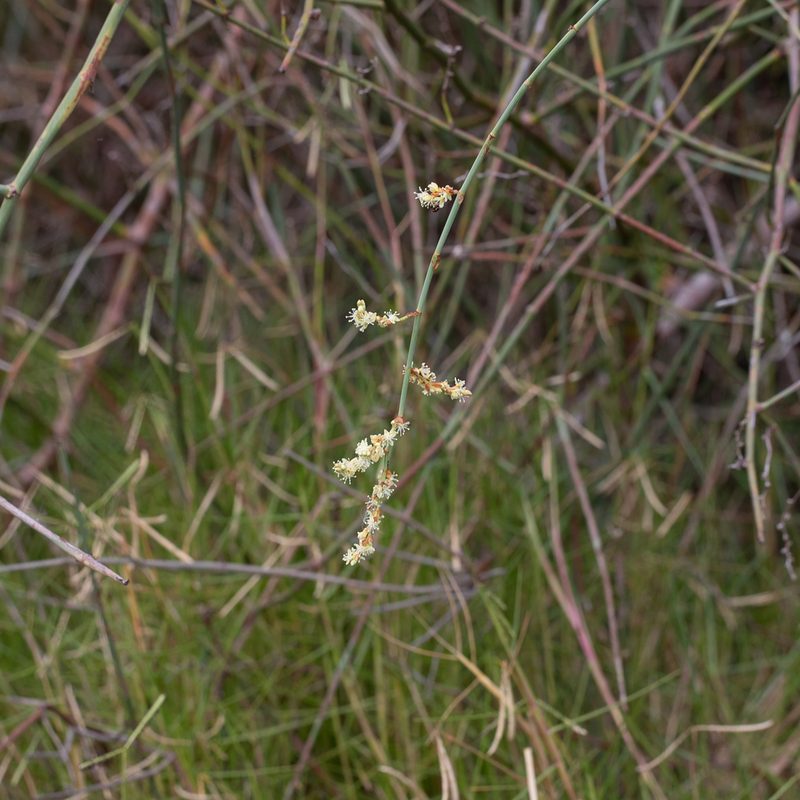 Duma florulenta, photographed by Kym Nicolson