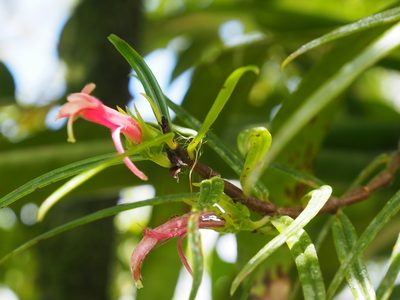 Columnea linearis, photographed by Lena Struwe