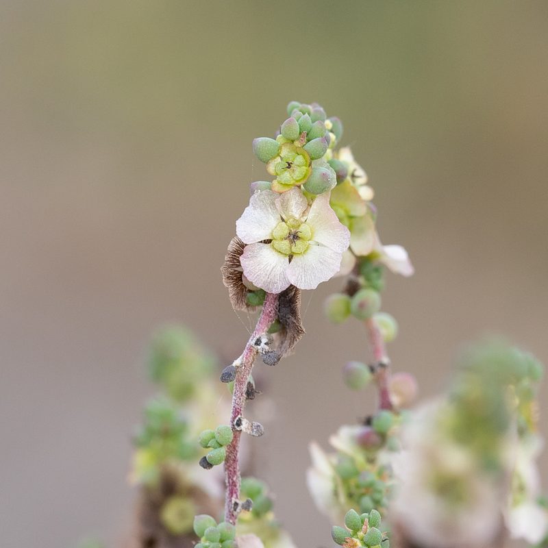 Maireana brevifolia, photographed by Kym Nicolson